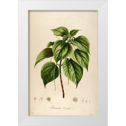 Vintage Botanical 198 White Modern Wood Framed Art Print by Telik, Tracey
