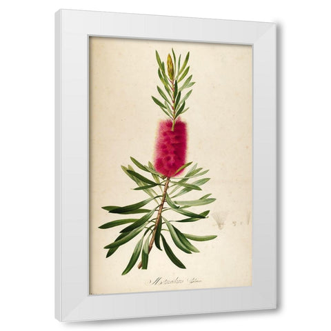 Bottle Brush White Modern Wood Framed Art Print by Carlson, Tina