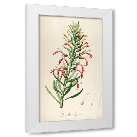 Lobelia Excelsa White Modern Wood Framed Art Print by Carlson, Tina