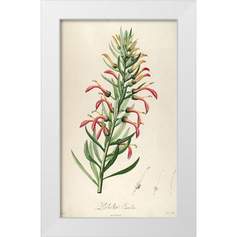 Lobelia Excelsa White Modern Wood Framed Art Print by Carlson, Tina