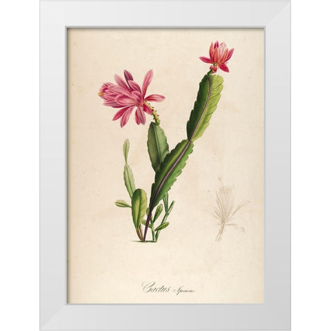 Cactus Speciosus White Modern Wood Framed Art Print by Carlson, Tina