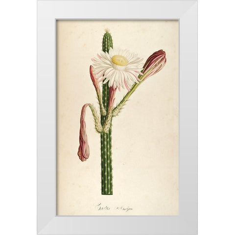 Cactus Ambiguus White Modern Wood Framed Art Print by Carlson, Tina