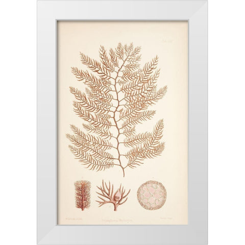 Polysiphonia Coral White Modern Wood Framed Art Print by Carlson, Tina
