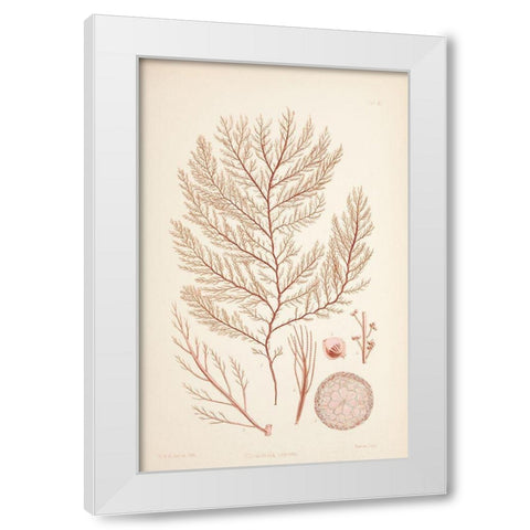 Rodomela Coral White Modern Wood Framed Art Print by Carlson, Tina