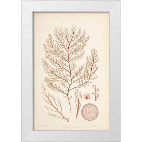 Rodomela Coral White Modern Wood Framed Art Print by Carlson, Tina