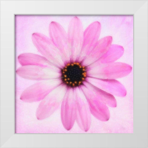 DAISY CHAIN 4 White Modern Wood Framed Art Print by Greene, Taylor