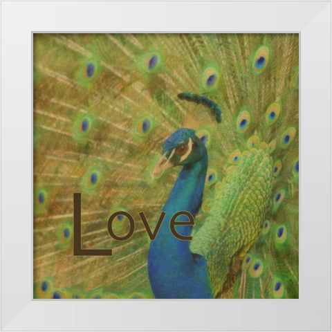 Peacock Love C White Modern Wood Framed Art Print by Greene, Taylor