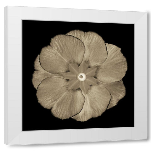 Sepia Floral II White Modern Wood Framed Art Print by Greene, Taylor