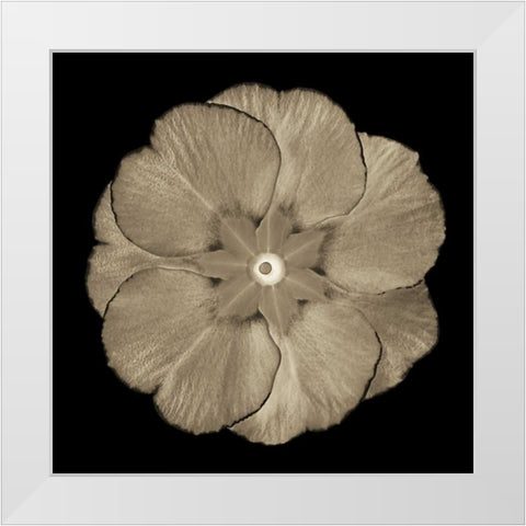Sepia Floral II White Modern Wood Framed Art Print by Greene, Taylor