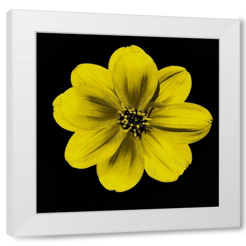 Sepia Floral C1 White Modern Wood Framed Art Print by Greene, Taylor