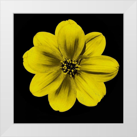 Sepia Floral C1 White Modern Wood Framed Art Print by Greene, Taylor