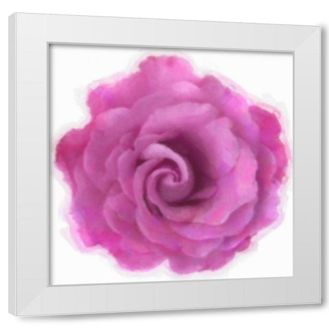 Pink Rose White Modern Wood Framed Art Print by Greene, Taylor