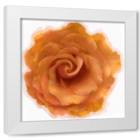 Orange Rose White Modern Wood Framed Art Print by Greene, Taylor