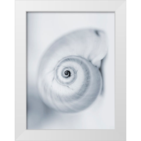 Moon Snail White Modern Wood Framed Art Print by Telik, Tracey