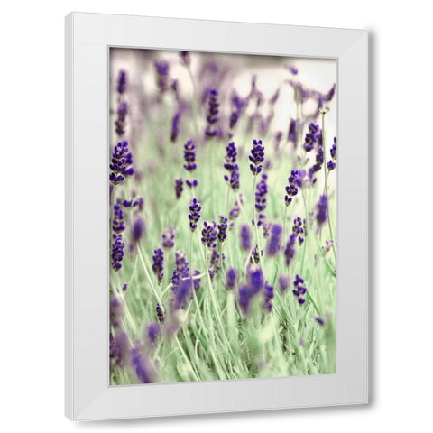 Lavenders In the Field White Modern Wood Framed Art Print by Telik, Tracey