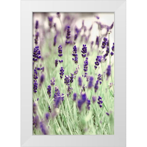Lavenders In the Field White Modern Wood Framed Art Print by Telik, Tracey