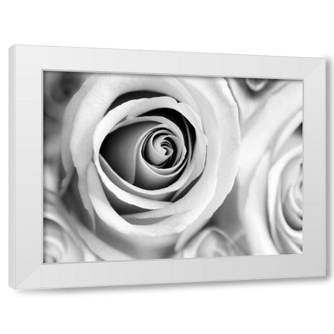 White Noise Rose 1 White Modern Wood Framed Art Print by Telik, Tracey