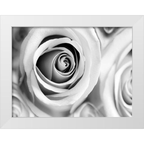 White Noise Rose 1 White Modern Wood Framed Art Print by Telik, Tracey