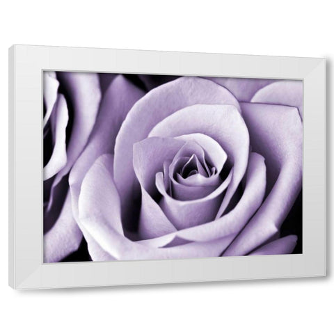 Lavender Rose White Modern Wood Framed Art Print by Telik, Tracey