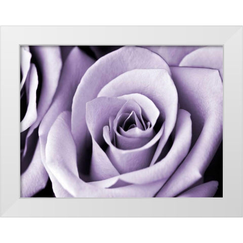 Lavender Rose White Modern Wood Framed Art Print by Telik, Tracey