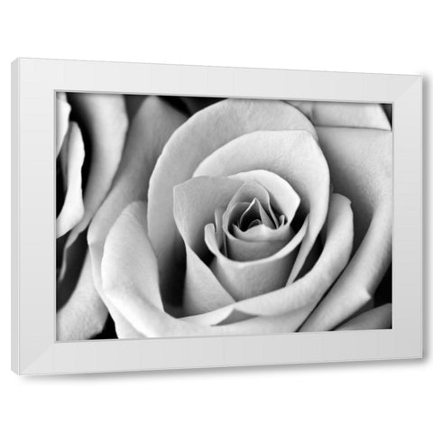 White Noise Rose 2 White Modern Wood Framed Art Print by Telik, Tracey