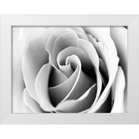 White Noise Rose 3 White Modern Wood Framed Art Print by Telik, Tracey