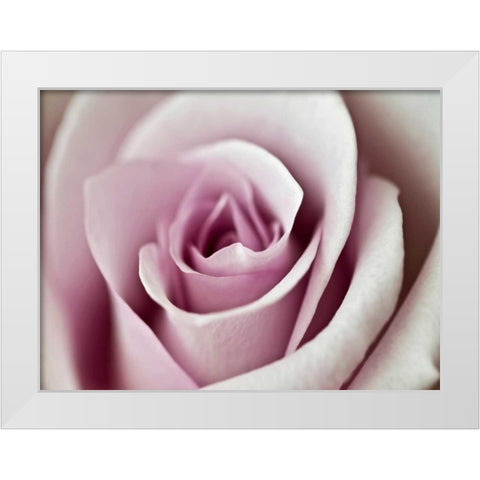 Tender Rose White Modern Wood Framed Art Print by Telik, Tracey