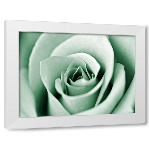 Jade Rose White Modern Wood Framed Art Print by Telik, Tracey