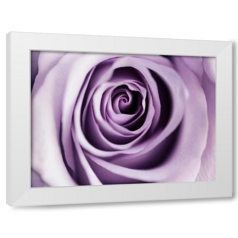 Lavender Bloom White Modern Wood Framed Art Print by Telik, Tracey