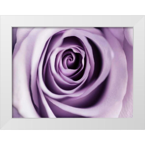 Lavender Bloom White Modern Wood Framed Art Print by Telik, Tracey