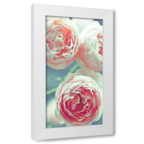 English Roses White Modern Wood Framed Art Print by Telik, Tracey