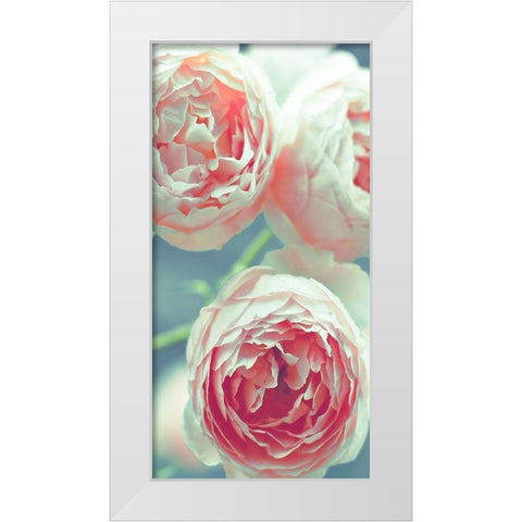 English Roses White Modern Wood Framed Art Print by Telik, Tracey