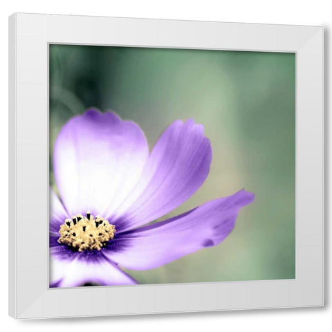 Lonely Lilac 1 White Modern Wood Framed Art Print by Telik, Tracey
