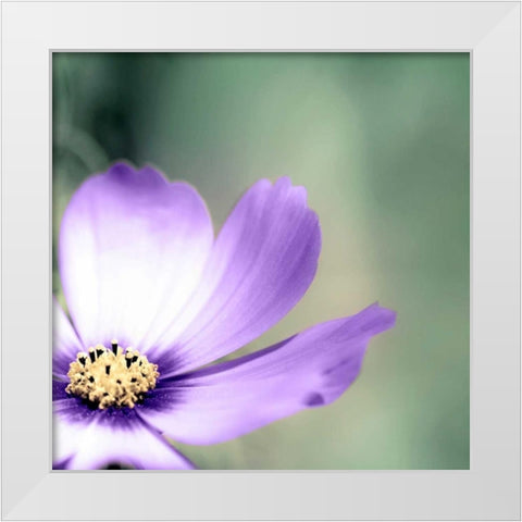 Lonely Lilac 1 White Modern Wood Framed Art Print by Telik, Tracey