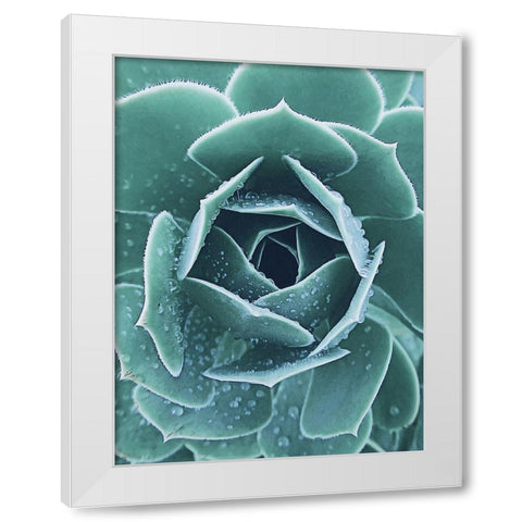 Succulent with Dew 1 White Modern Wood Framed Art Print by Urban Epiphany