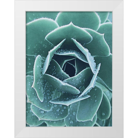 Succulent with Dew 1 White Modern Wood Framed Art Print by Urban Epiphany