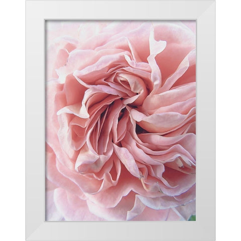 Rose White Modern Wood Framed Art Print by Urban Epiphany