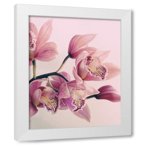 Pink Orchids White Modern Wood Framed Art Print by Urban Epiphany
