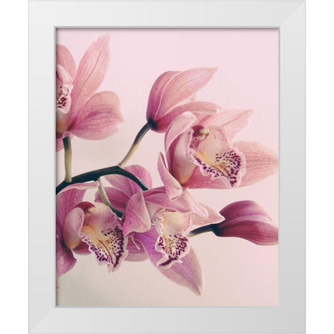 Pink Orchids White Modern Wood Framed Art Print by Urban Epiphany