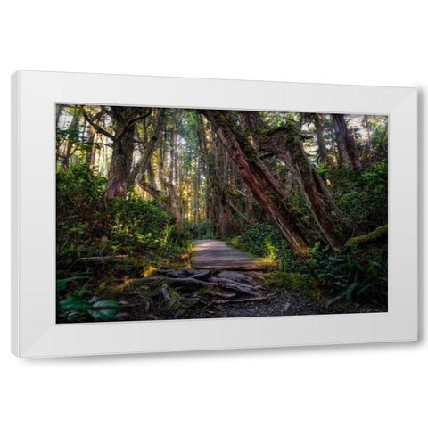 Path In The Forest White Modern Wood Framed Art Print by Kostka, Vladimir