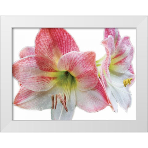 Pink Floral White Modern Wood Framed Art Print by Unknown