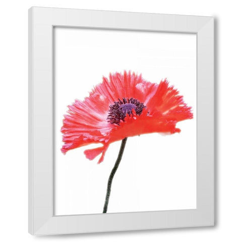 Pink Floral Two White Modern Wood Framed Art Print by Unknown