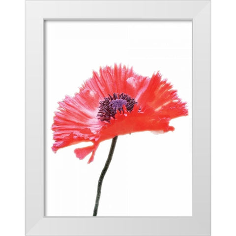 Pink Floral Two White Modern Wood Framed Art Print by Unknown