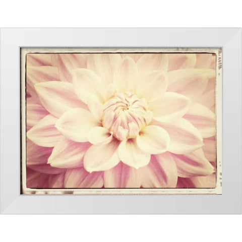 Pink Dahlia 6A Vintage White Modern Wood Framed Art Print by Foschino, Suzanne