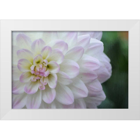 White Purple Tip Dahlia White Modern Wood Framed Art Print by Foschino, Suzanne