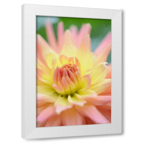 Yellow Orange Dahlia 3 White Modern Wood Framed Art Print by Foschino, Suzanne