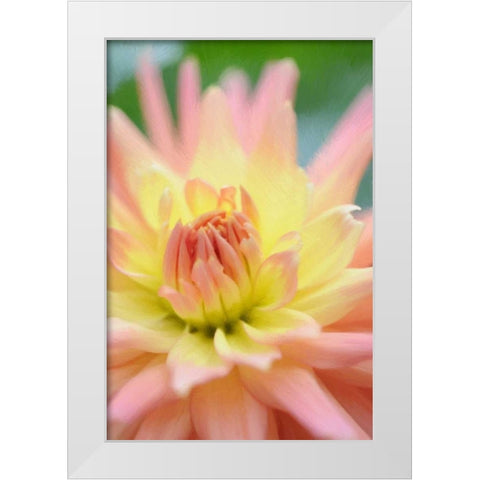 Yellow Orange Dahlia 3 White Modern Wood Framed Art Print by Foschino, Suzanne