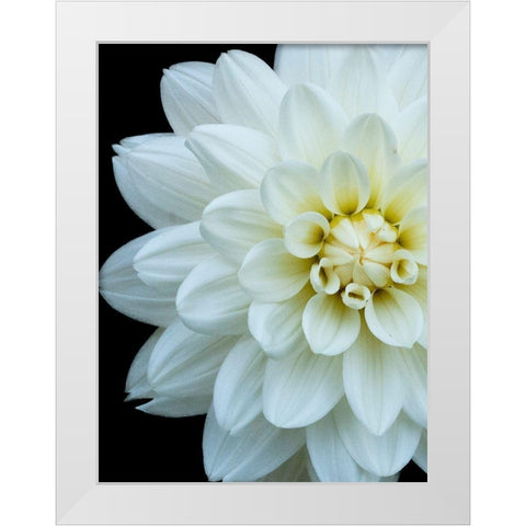 White Dahlia 5 White Modern Wood Framed Art Print by Foschino, Suzanne