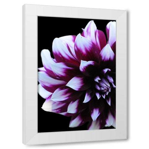 Purple Dahlia 26 White Modern Wood Framed Art Print by Foschino, Suzanne