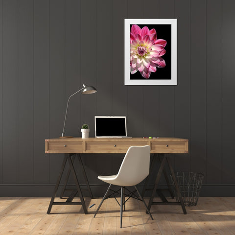 Ombre Dahlia 16 White Modern Wood Framed Art Print by Foschino, Suzanne